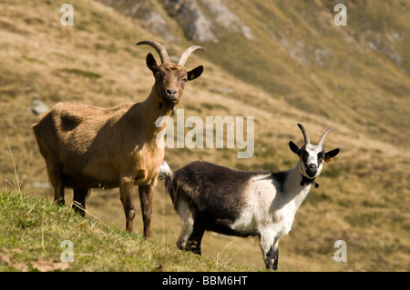 Passeirer Ober-Glanegg la chèvre de montagne, l'alpage, Timmelsjoch Ridge, Hinterpasseier, Bolzano-Bozen, Italie, Europe Banque D'Images