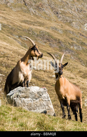 Passeirer Ober-Glanegg la chèvre de montagne, l'alpage, Timmelsjoch Ridge, Hinterpasseier, Bolzano-Bozen, Italie, Europe Banque D'Images