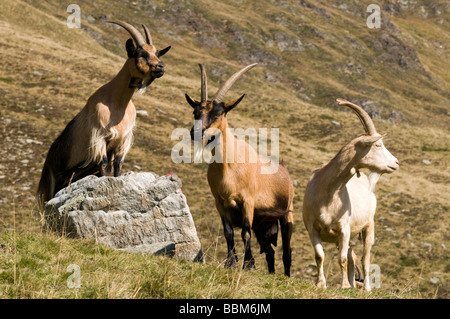 Passeirer Ober-Glanegg la chèvre de montagne, l'alpage, Timmelsjoch Ridge, Hinterpasseier, Bolzano-Bozen, Italie, Europe Banque D'Images