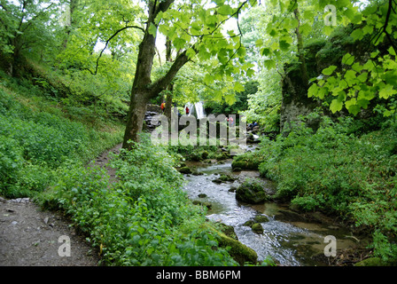 Le chemin d'Janets Foss à côté Gordale Beck passe à travers une forêt près de Malham Village dans le Yorkshire Dales Banque D'Images