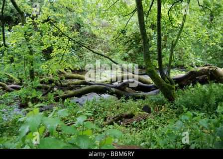 Des troncs tordus dans Gordale Beck qui traverse une forêt près de Malham Village dans le Yorkshire Dales Banque D'Images