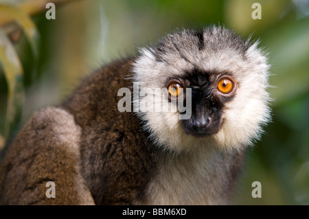 À TÊTE BLANCHE (Lémurien Eulemur fulvus albifrons), la forêt tropicale de Masoala, Zoo de Zurich, Suisse, Europe Banque D'Images