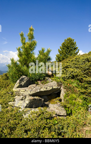 Jeune Suisse pin (Pinus cembra), Jerzens, Wenner Berg Alpe, Pitztal, Tyrol, Autriche, Europe Banque D'Images