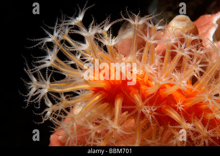 Corail mou (Veretillum Veretillum sp.) avec des polypes, Gangga Island, Iles Bangka, nord de Sulawesi, Indonésie, Mer, Moluques Paci Banque D'Images