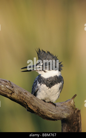 Martin-pêcheur d'Amérique Megaceryle alcyon homme lcalling Willacy County Rio Grande Valley Texas USA Mai 2004 Banque D'Images