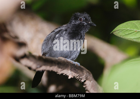 Capuchon noir Antshrike Thamnophilus bridgesi perché adultes dans la Réserve Biologique de Carara Côte Pacifique du Costa Rica Amérique Centrale Banque D'Images