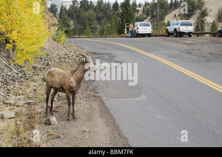 Montagne mouflon Ovis canadensis jeune mâle sur route près de Yellowstone NP Wyoming Tour automne Septembre 2005 Banque D'Images