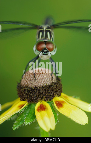 Dasher bleu Pachydiplax longipennis femme Dracopis sur feuilles Embrassantes Coneflower amplexicaulis Willacy County Rio Grande Valley Banque D'Images