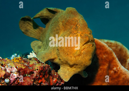 Poisson Grenouille géant (Antennarius commersonii) assis sur la mousse, Gangga Island, Iles Bangka, nord de Sulawesi, Indonésie, S Molukka Banque D'Images