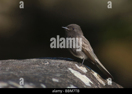 Black Phoebe Sayornis nigricans hot perché sur rock en ruisseau de montagne Bosque de Paz Vallée Centrale Costa Rica Amérique Centrale Banque D'Images