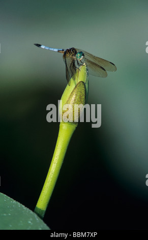 Dasher bleu Pachydiplax longipennis mâle sur l'american fleur de lotus Soudeur Wildlife Refuge Sinton Texas USA Juin 2005 Banque D'Images