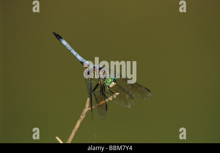 Dasher bleu mâle Pachydiplax longipennis Soudeur Wildlife Refuge perché Sinton Texas USA Juin 2005 Banque D'Images