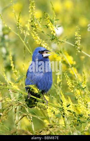 Guiraca bleu chantant dans le mélilot jaune - verticale Banque D'Images