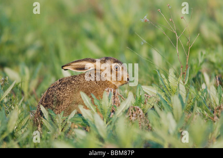 Lièvre brun Lepus europaeus Parc national du lac de Neusiedl Burgenland Autriche Avril 2007 Banque D'Images