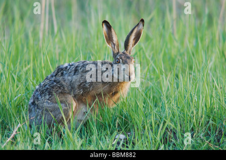 Lièvre brun Lepus europaeus Parc national du lac de Neusiedl Burgenland Autriche Avril 2007 Banque D'Images