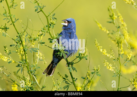 Guiraca bleu perché dans le mélilot jaune - Singing Banque D'Images