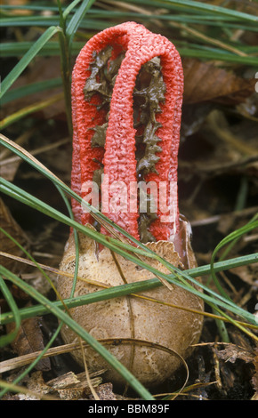 Phalle impudique (Clathrus archeri Octopus, syn. Anthurus archeri), Oberwald, Bade-Wurtemberg, Allemagne Banque D'Images