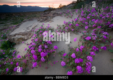 Le sable du désert Verveine fleurs sauvages dans Anza Borrego Desert State Park en Californie Banque D'Images