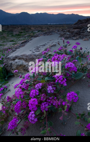 Le sable du désert Verveine fleurs sauvages dans Anza Borrego Desert State Park en Californie Banque D'Images