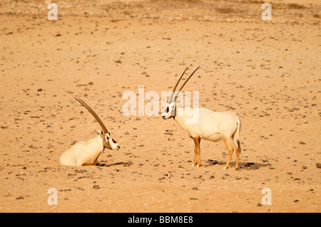 L'oryx d'arabie (Oryx d'), Sir Bani Yas Island, Abu Dhabi, Émirats arabes unis, l'Arabie, Proche Orient, Orient Banque D'Images