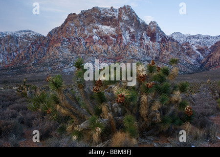 Red Rock Canyon National Conservation Area Las Vegas Nevada Banque D'Images