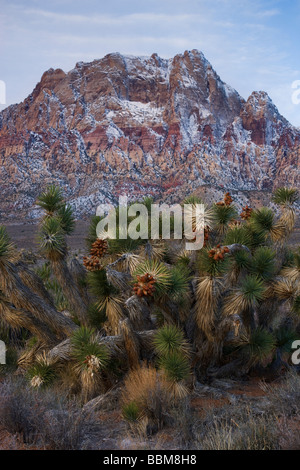 Red Rock Canyon National Conservation Area Las Vegas Nevada Banque D'Images