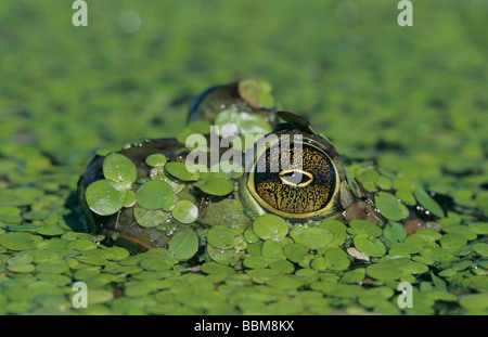 Rana catesbeiana ouaouaron en lentilles d'adultes soudeur camouflé Wildlife Refuge Sinton Texas USA Mai 2005 Banque D'Images