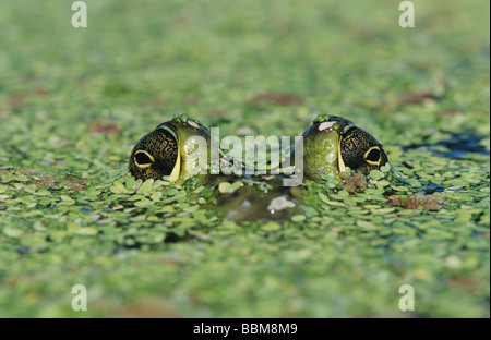 Rana catesbeiana ouaouaron en lentilles d'adultes soudeur camouflé Wildlife Refuge Sinton Texas USA Mai 2005 Banque D'Images