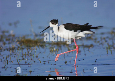 Himantopus himantopus Black winged Stilt balades adultes National Park Lac de Neusiedl Burgenland Autriche Avril 2007 Banque D'Images