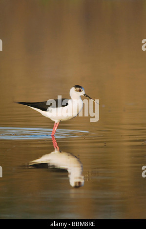 Himantopus himantopus Black winged Stilt Parc national du lac de Neusiedl Burgenland Autriche Avril 2007 Banque D'Images