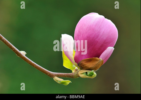 Saucer Magnolia (Magnolia x soulangeana), amabilis cultivar Banque D'Images