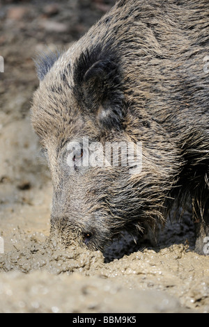 Le sanglier (Sus scrofa) en prenant un bain de boue Banque D'Images