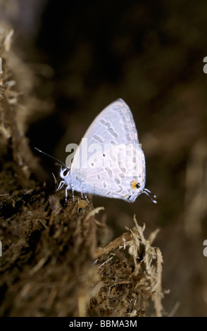 Butterfly se nourrissant de bouse d'éléphant à Tadoba, la Réserve de tigres de l'Inde. Banque D'Images