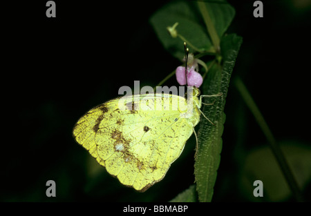 Jaune Orange Tip butterfly Ixias pyrene, pieridae de Amboli, Maharashtra, Inde. Banque D'Images