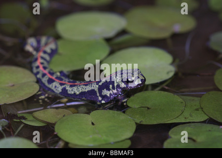 Marbré femelle Newt dans Sud - Ouest France ; Banque D'Images