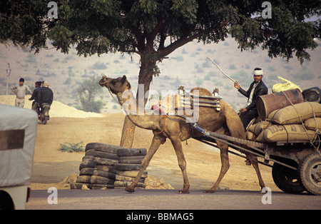 Panier chameau sur route, Rajasthan, Inde. Banque D'Images