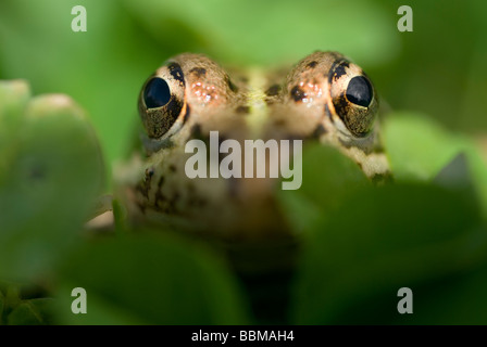 Péninsule Ibérique la grenouille verte (Rana perezi) Banque D'Images