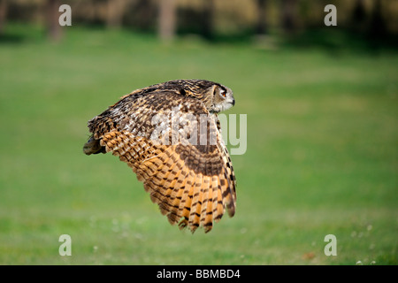 Grand owl (Bubo bubo) en vol Banque D'Images