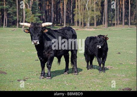 Urus ou aurochs (Bos primigenius) et son veau Banque D'Images