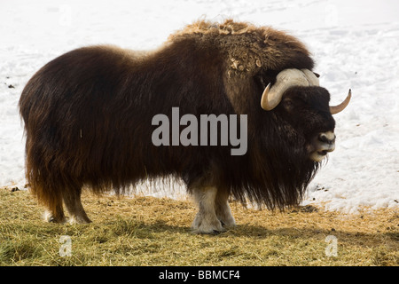 Le boeuf musqué, le boeuf musqué (Ovibos moschatus), homme, Bull, Territoire du Yukon, Canada Banque D'Images