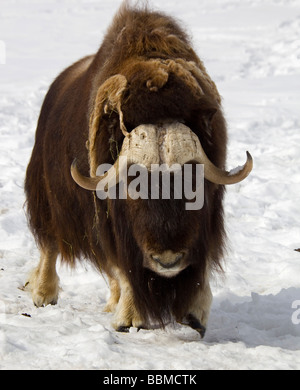 Le boeuf musqué, le boeuf musqué (Ovibos moschatus), homme, Bull, Territoire du Yukon, Canada Banque D'Images