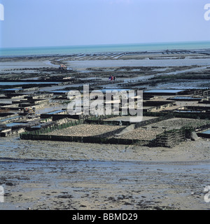 Les huîtres de Cancale Park. Bretagne. La France. Banque D'Images