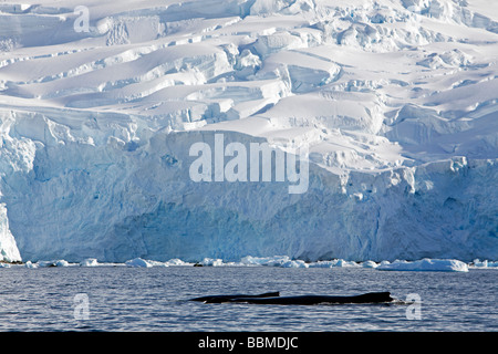 L'antarctique, péninsule antarctique, Neko Harbour. Une mère et son petit rorqual à bosse (Megaptera novaeangliae) Banque D'Images