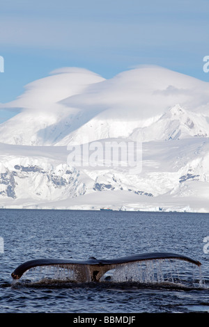 L'antarctique, péninsule antarctique, près de Neko Harbour une baleine à bosse (Megaptera novaeangliae) montre de nouveau et Fluke. Banque D'Images