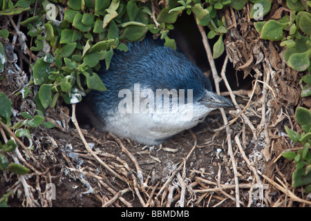 L'Australie, Victoria. Un petit pingouin, le plus petit de tous les pingouins, nichant sur Phillip Island. Banque D'Images