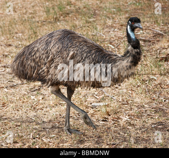 Austrailia, Victoria. L'UEM, un plus grand oiseau d'Australie. Banque D'Images