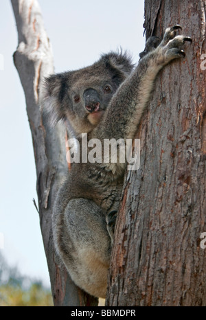 L'Australie, de l'Australie. Un koala reposant dans la fourche d'un arbre d'eucalyptus sur Kangaroo Island. Banque D'Images