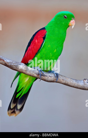 L'Australie, Territoire du Nord. Un Port Lincoln Parrot. Banque D'Images