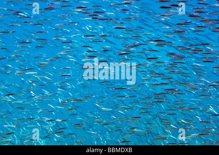 Australie, Queensland. Un banc de petits poissons à Agincourt Reef - partie de l'extérieur du récif de la Grande Barrière de Corail. Banque D'Images