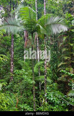 L'Australie, dans le Queensland. La magnifique forêt tropicale de Daintree et très diversifiée, un site du patrimoine mondial, couvre 1 200 kilomètres. Banque D'Images